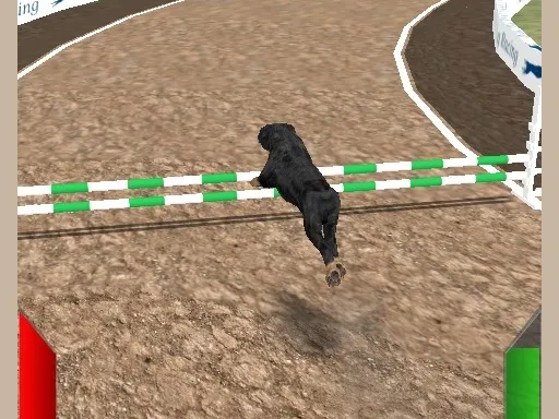 Crazy Real Dog Race